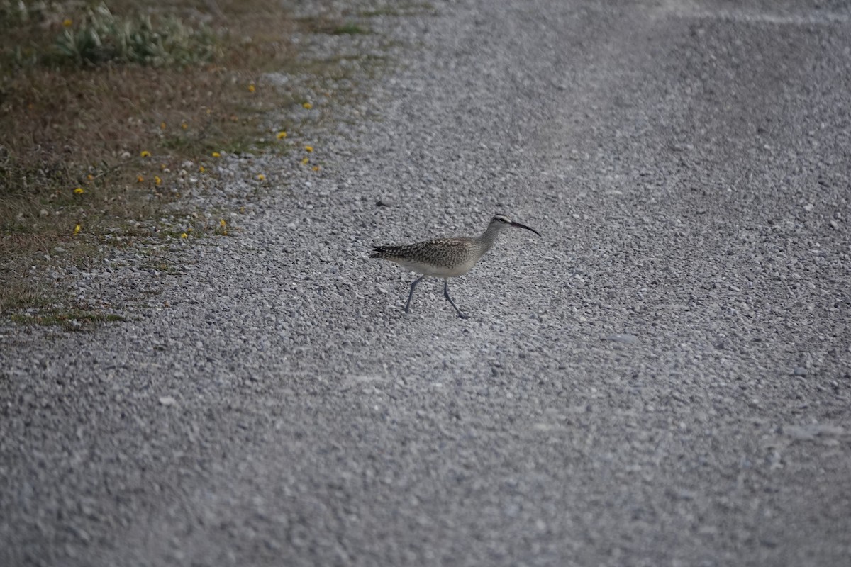Hudsonian Whimbrel - ML645469027