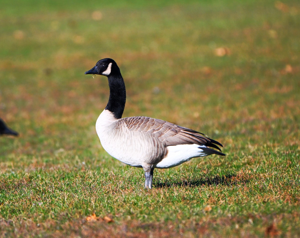 Oca canadese maggiore - ML645469033