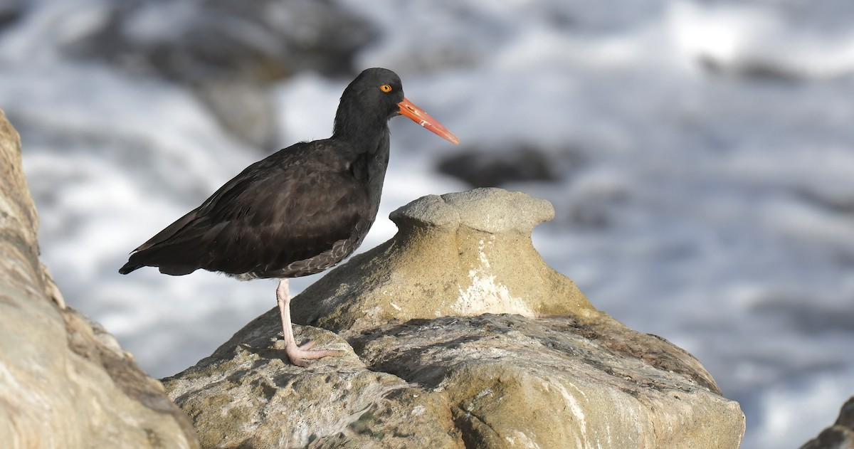Black Oystercatcher - ML645469034