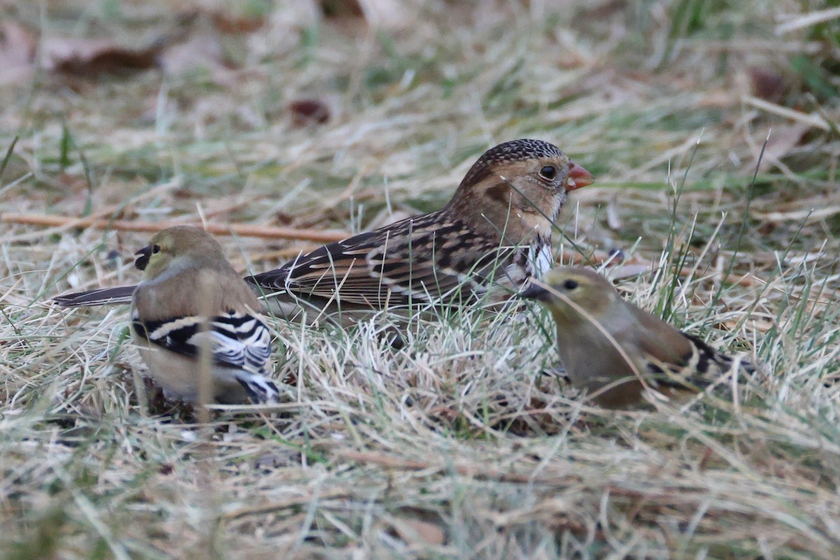 Harris's Sparrow - ML645469039