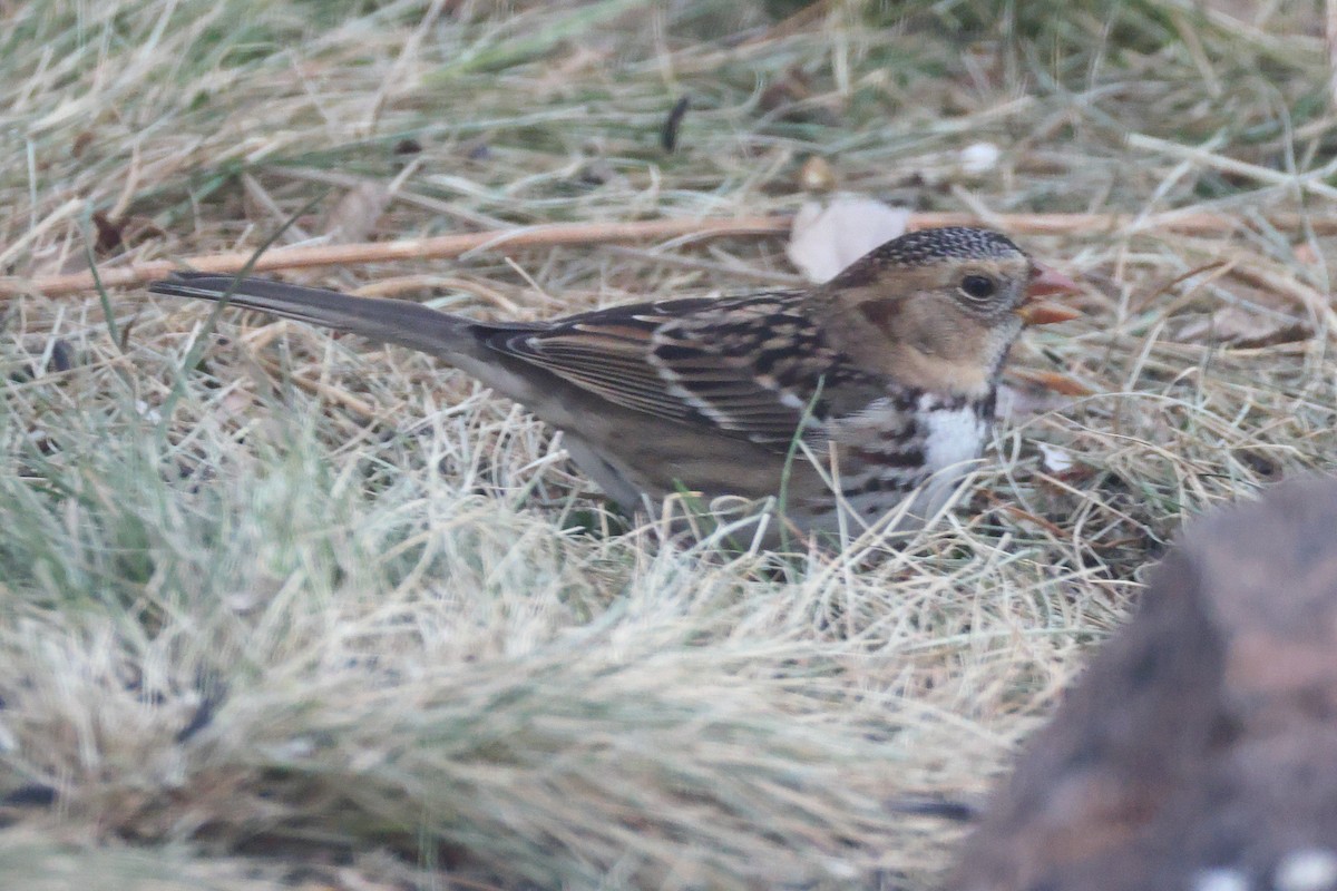 Harris's Sparrow - ML645469040