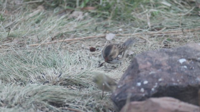 Harris's Sparrow - ML645469057
