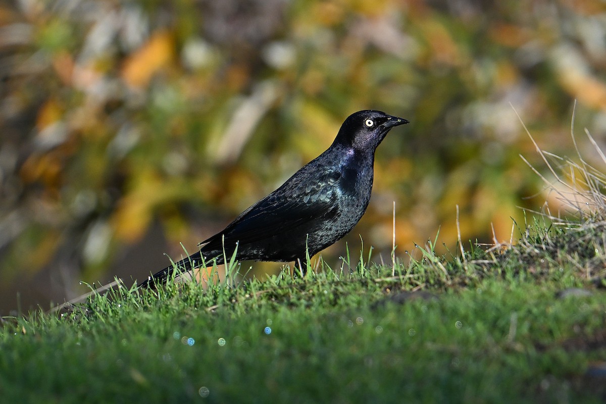 Brewer Karatavuğu - ML645469058