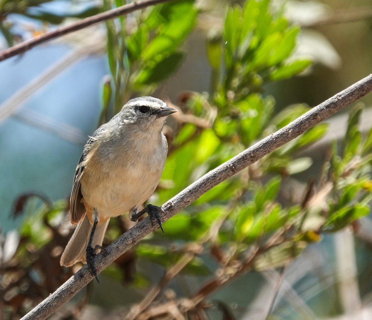 Cinereous Conebill - ML645469059