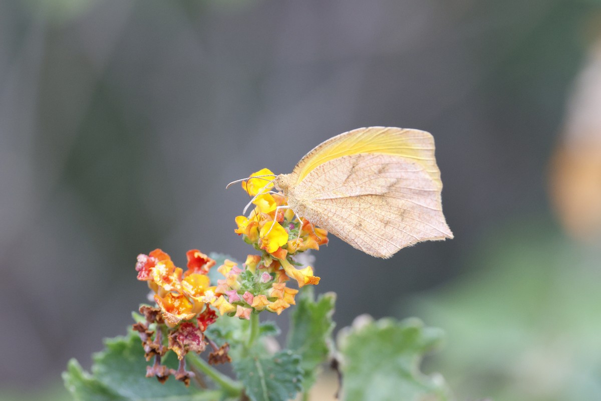 Tailed Orange - ML645469080