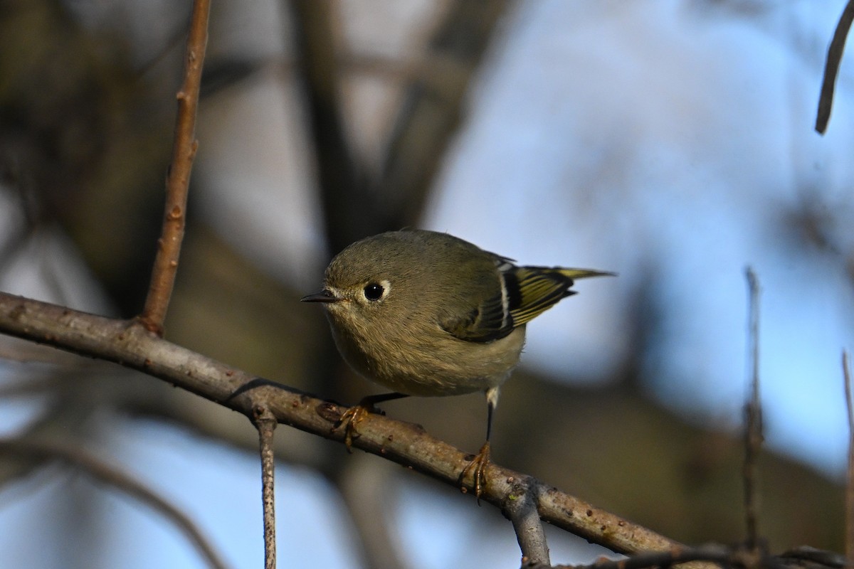 Ruby-crowned Kinglet - ML645469083
