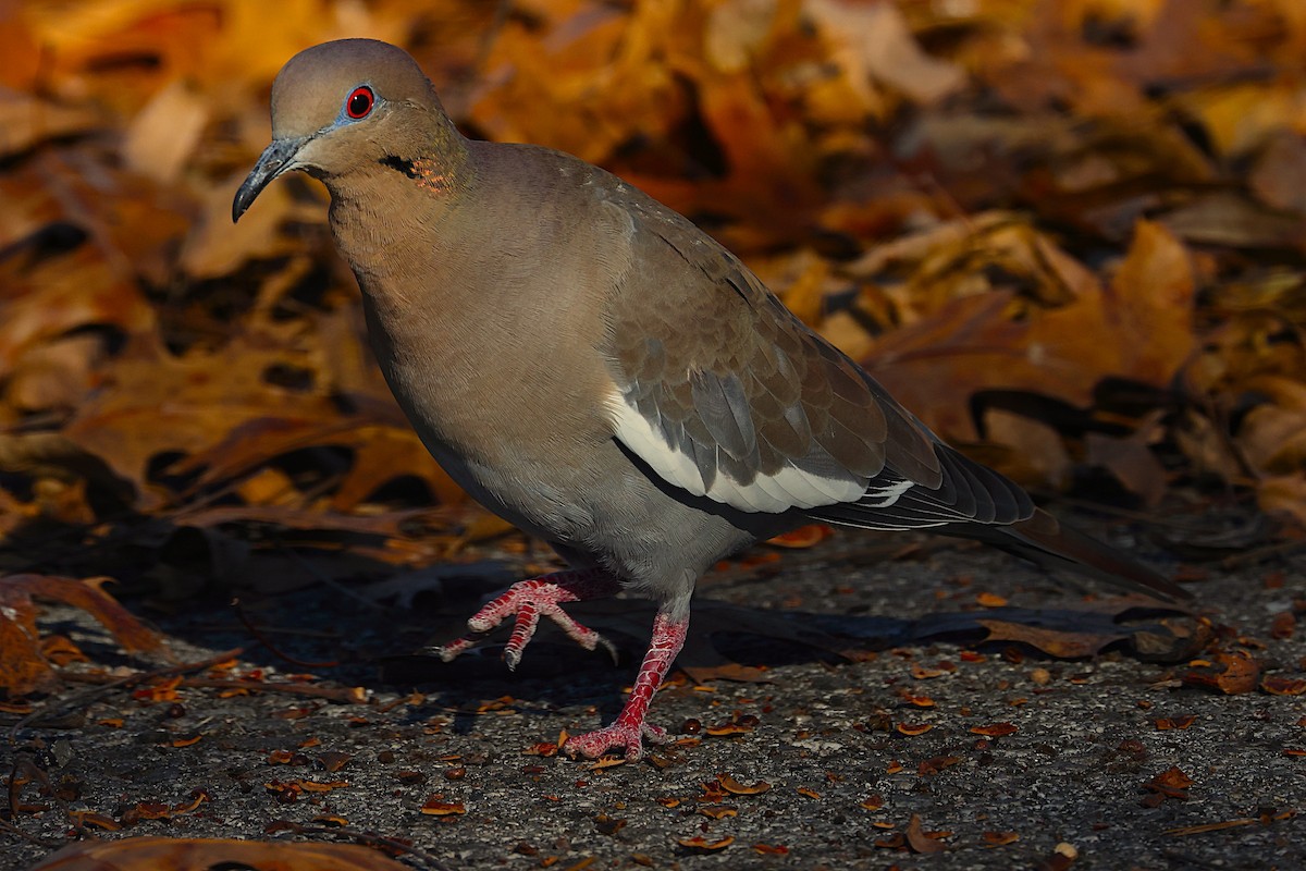 White-winged Dove - ML645469084