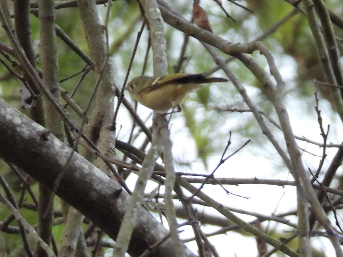 Ruby-crowned Kinglet - ML645469085