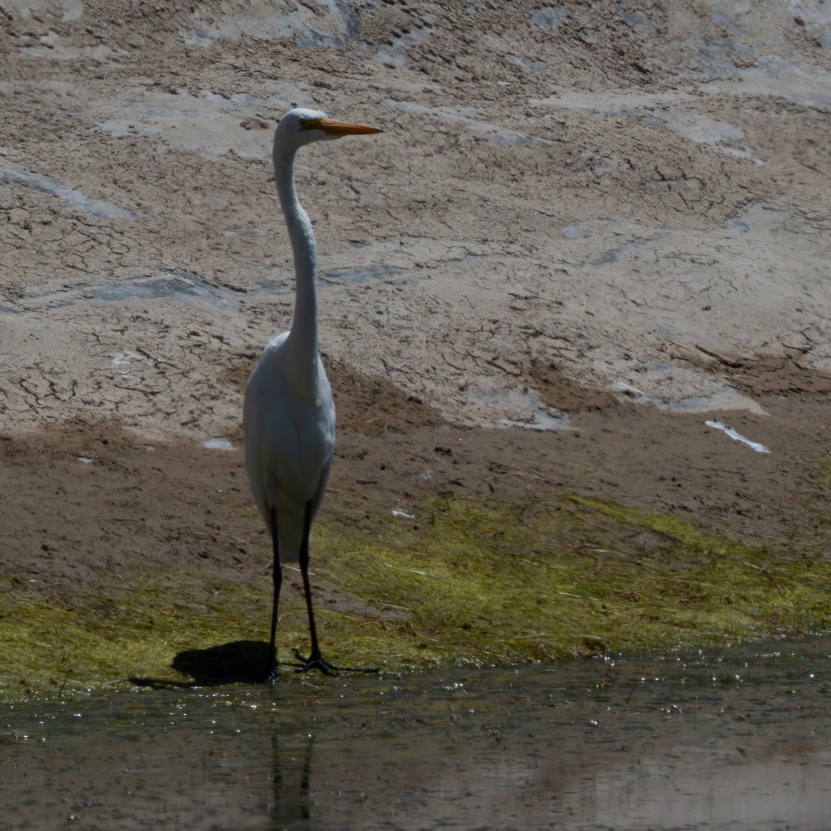 Great Egret - ML645469091