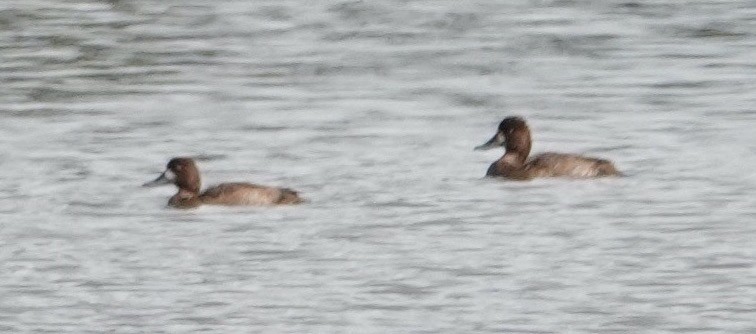 小斑背潛鴨 - ML645469103