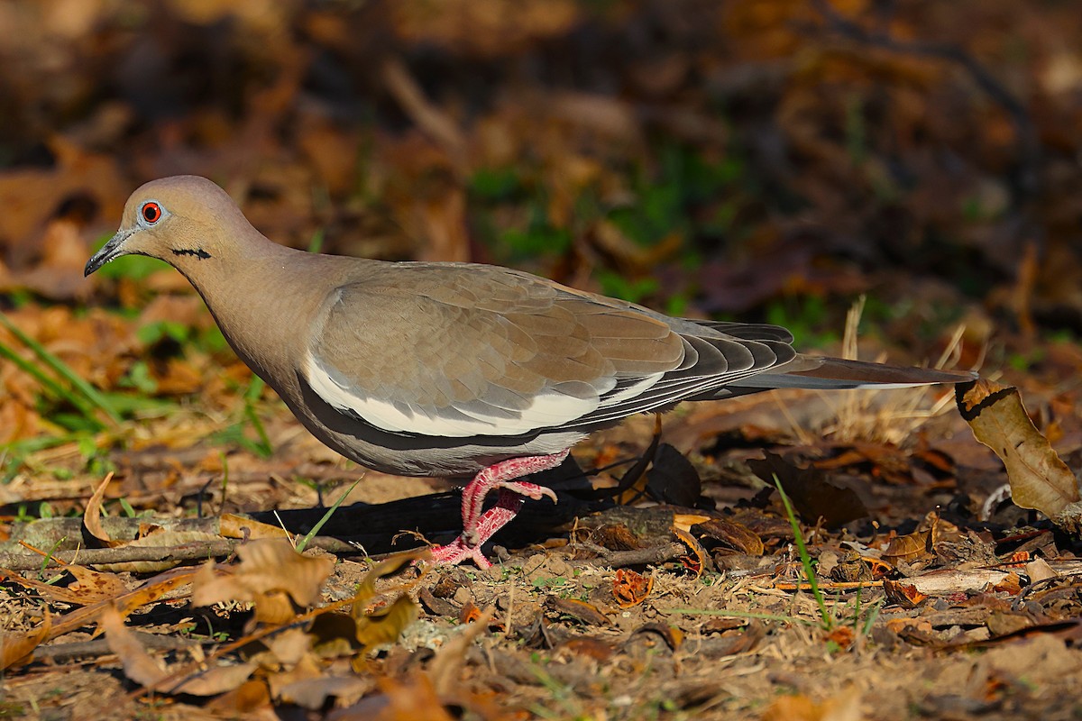 White-winged Dove - ML645469105