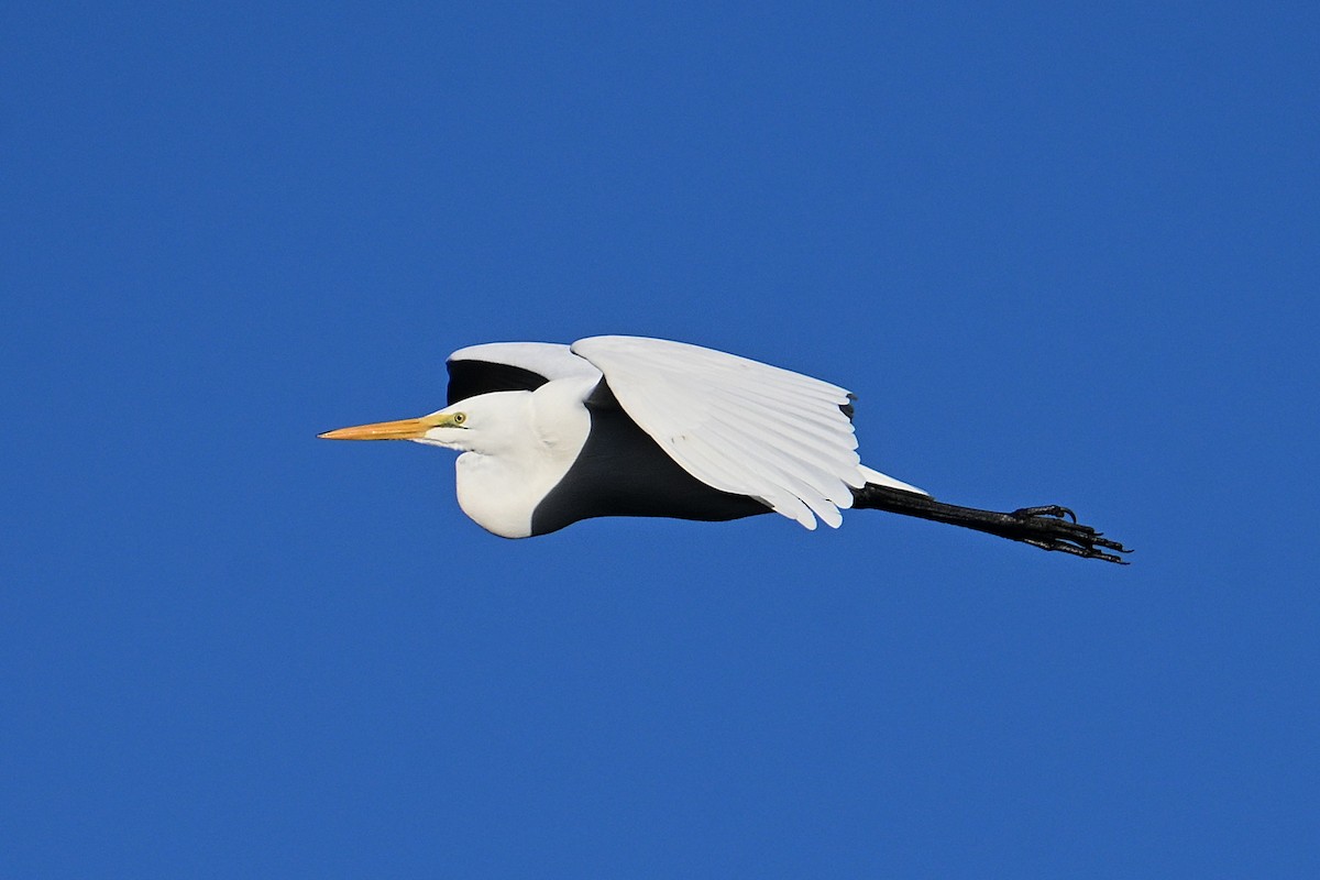 Great Egret - ML645469111