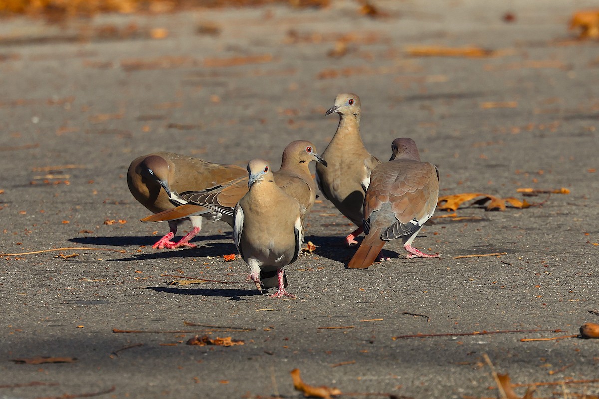 White-winged Dove - ML645469117