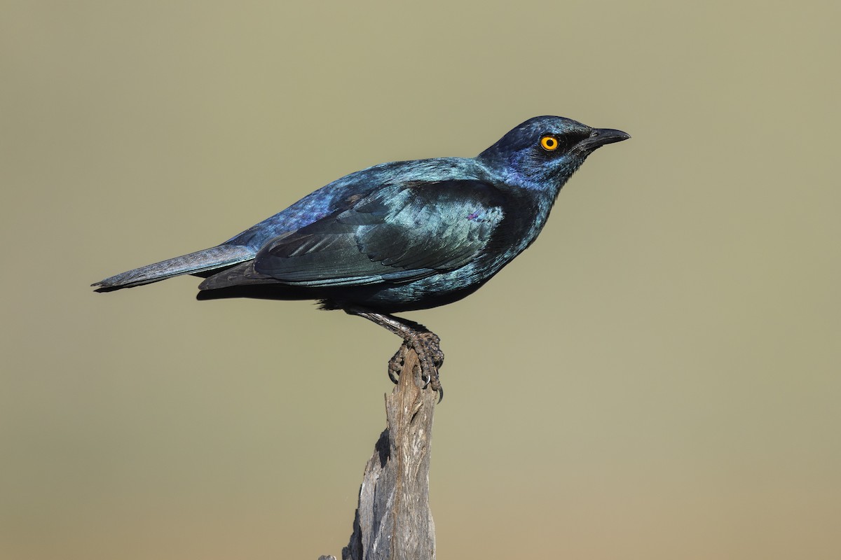 Cape Starling - ML645469132