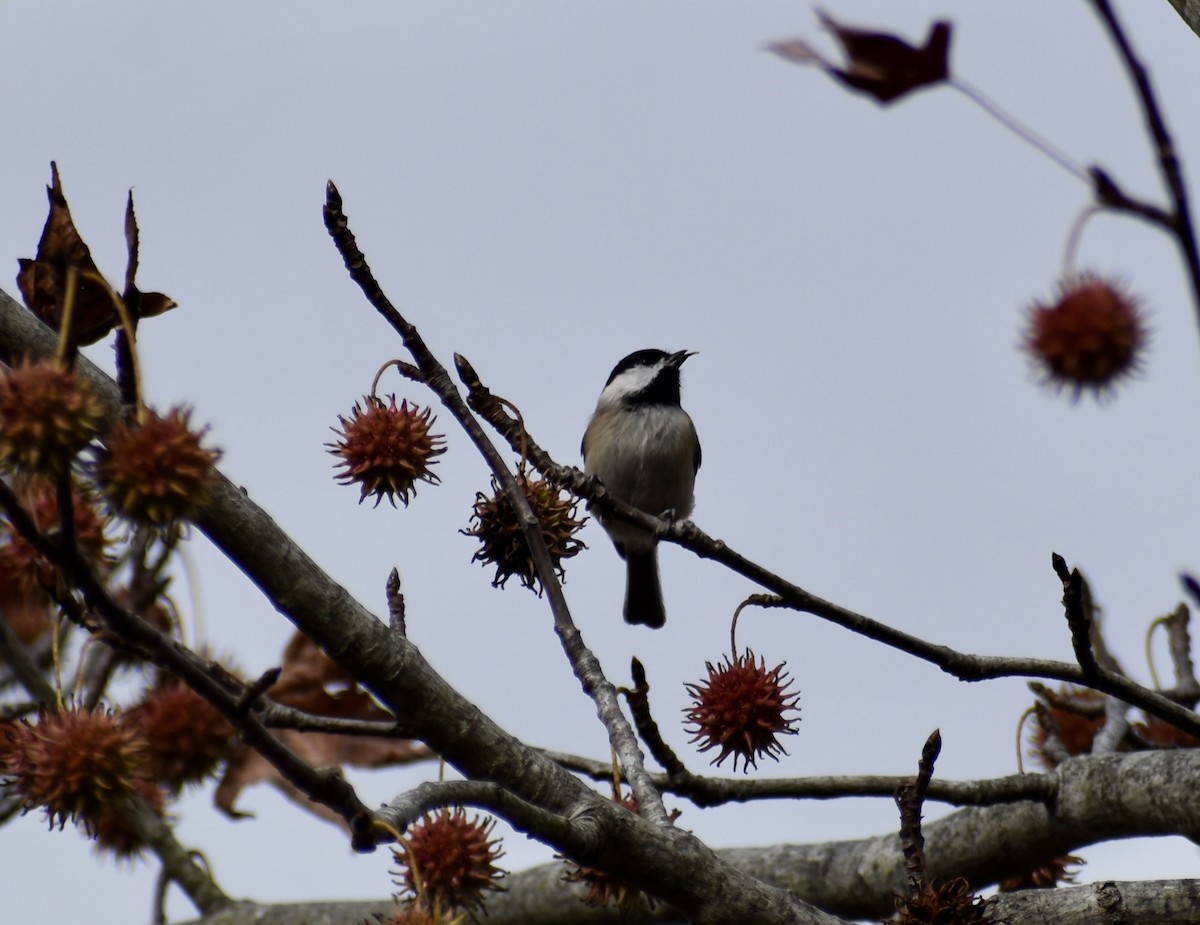 Каролинская гаичка - ML645469150