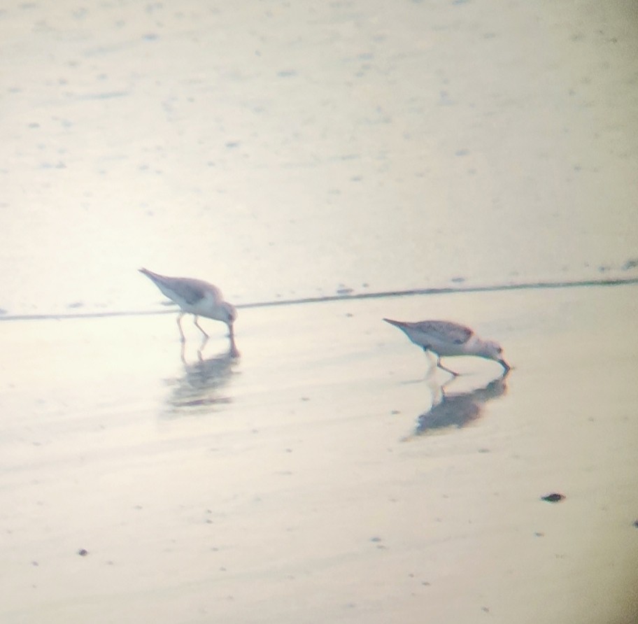 Песчанка - ML645469155