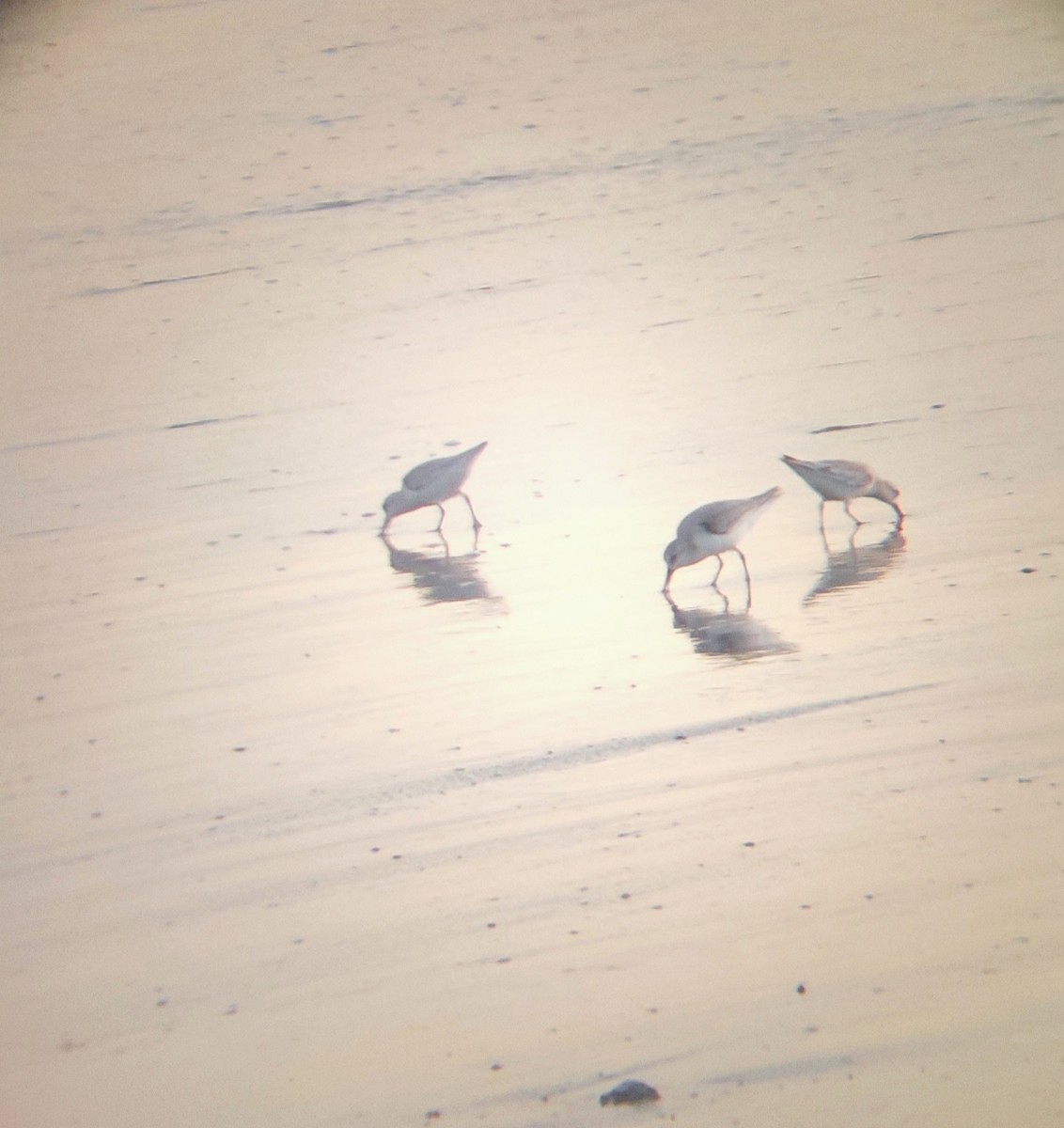 Песчанка - ML645469156