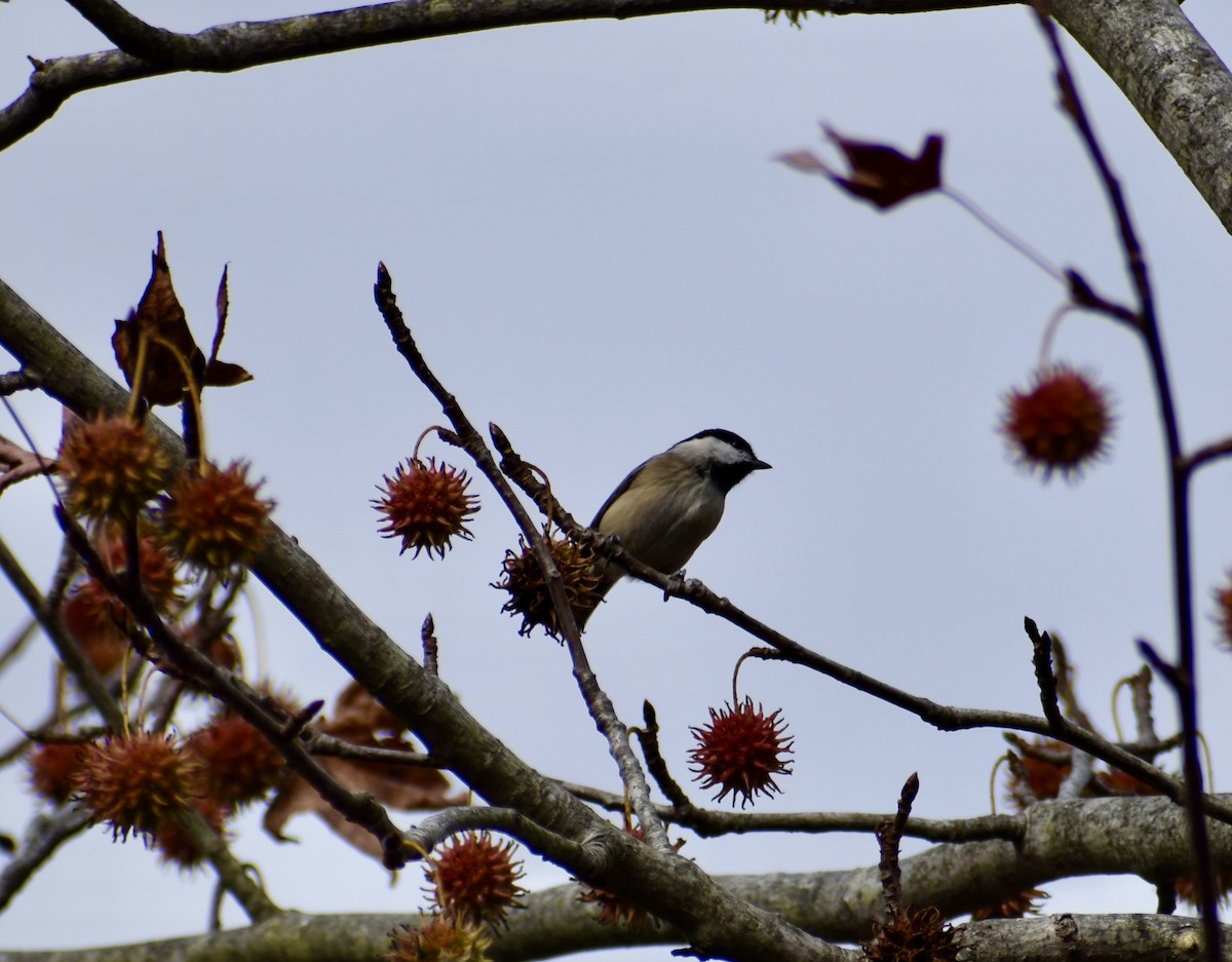 Каролинская гаичка - ML645469158
