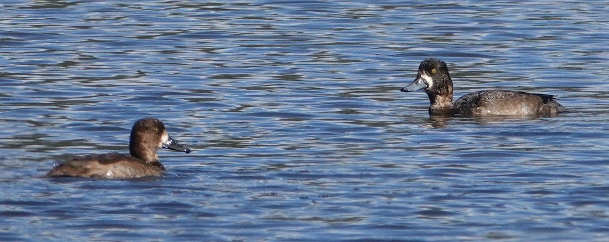 斑背潛鴨/小斑背潛鴨 - ML645469159