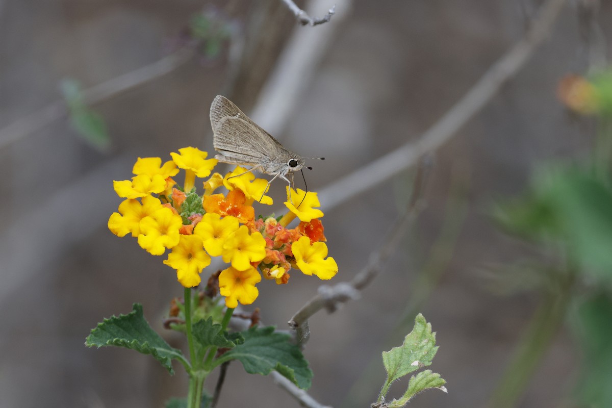 Eufala Skipper - ML645469161