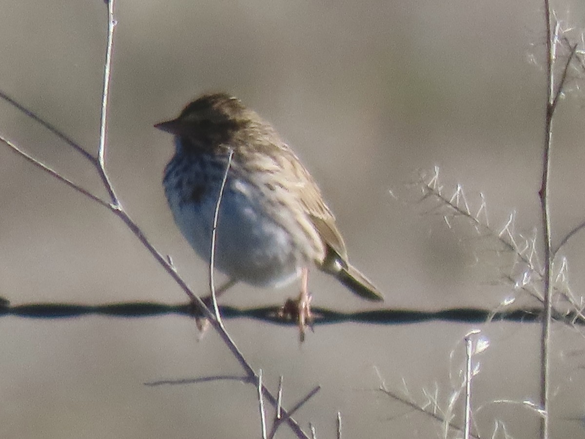 Savannah Sparrow - ML645469172
