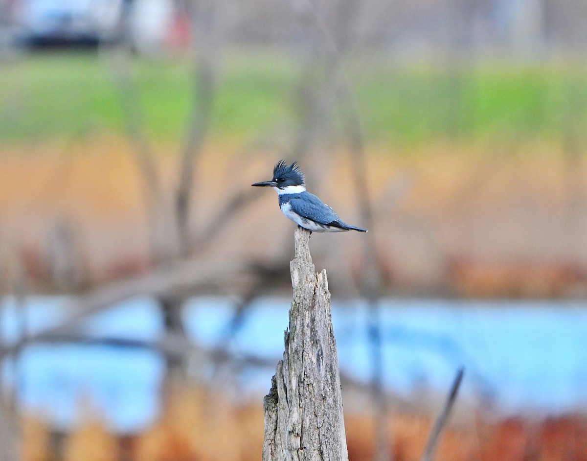 שלדג אמריקני - ML645469174