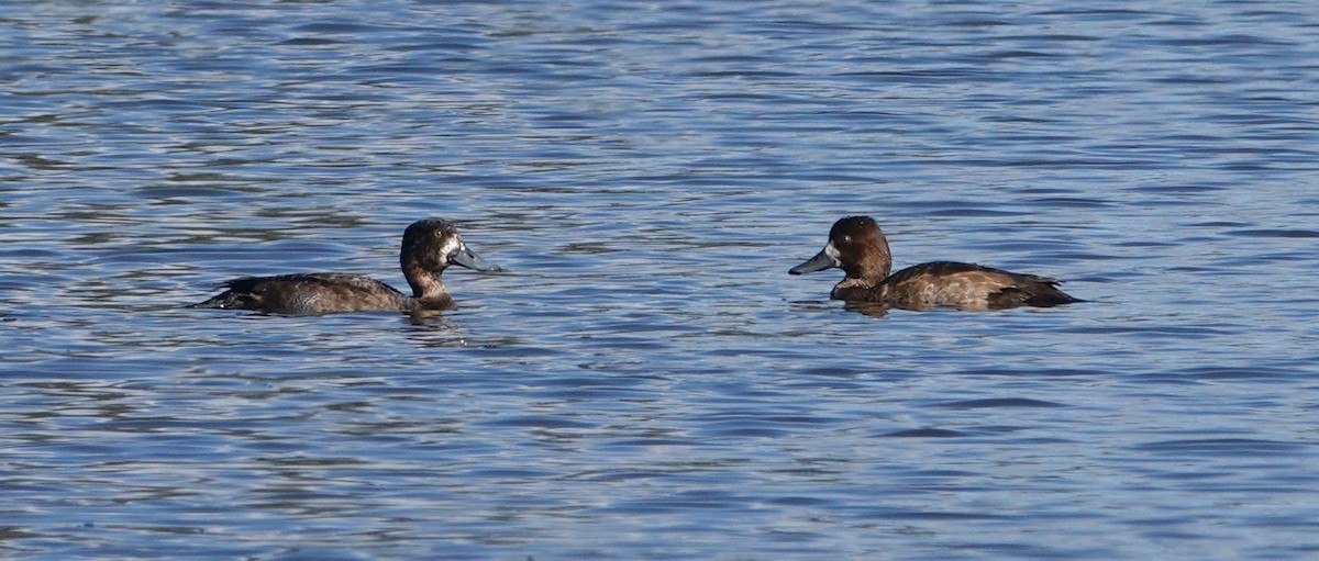 斑背潛鴨/小斑背潛鴨 - ML645469176