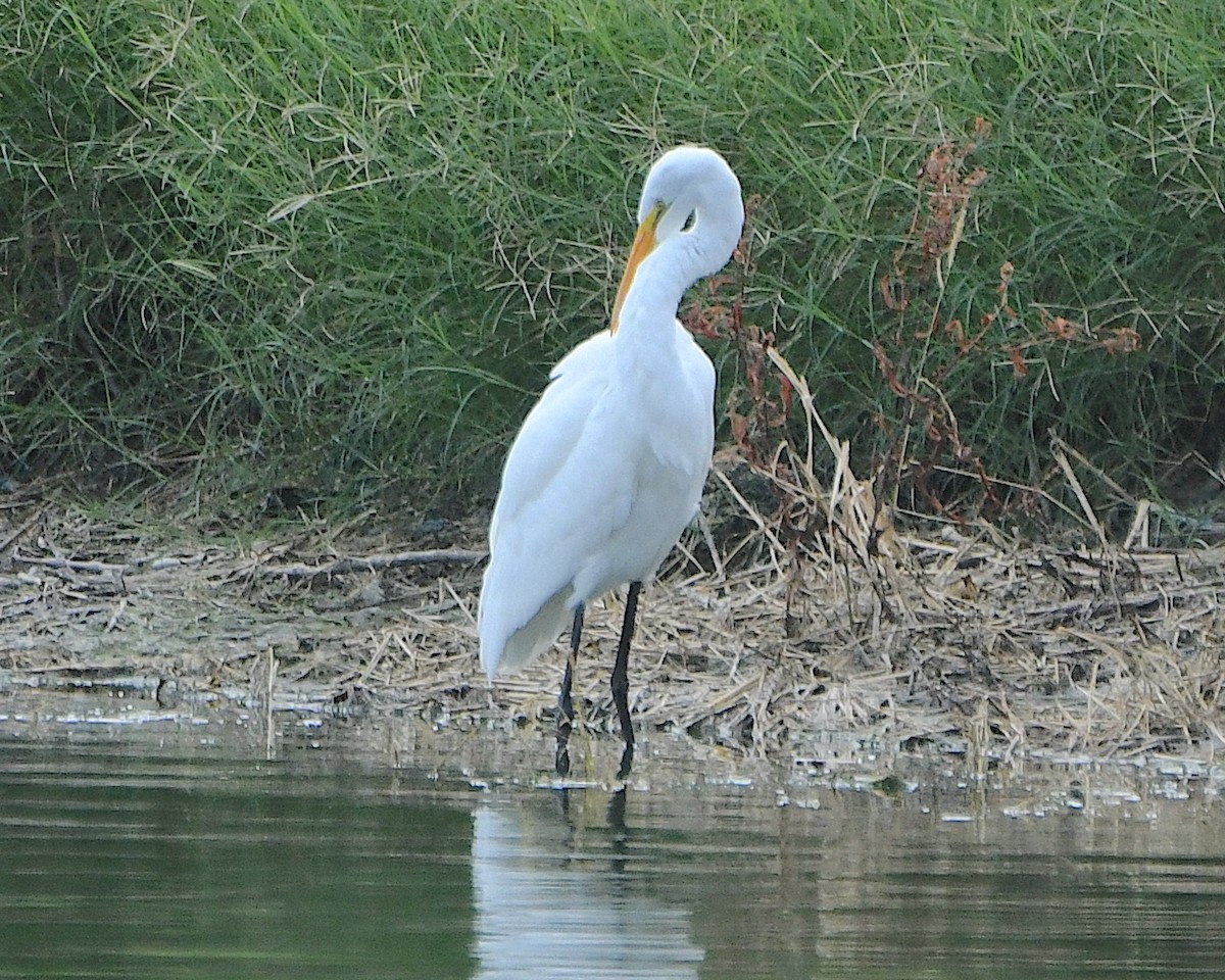 Great Egret - ML645469177