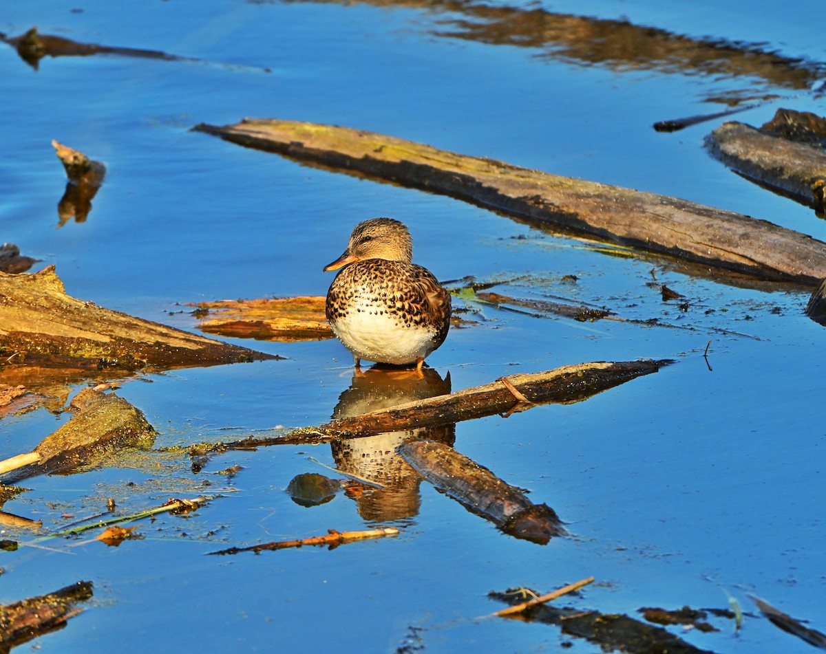 Gadwall - ML645469187