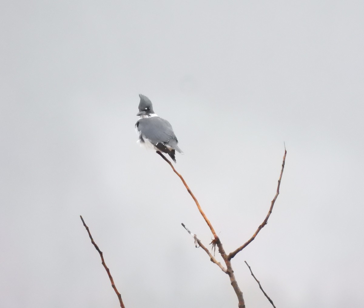 שלדג אמריקני - ML645469196