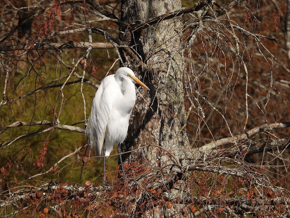 Great Egret - ML645469208