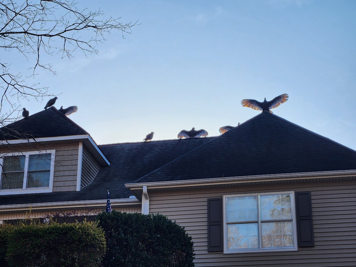 Turkey Vulture - ML645469217