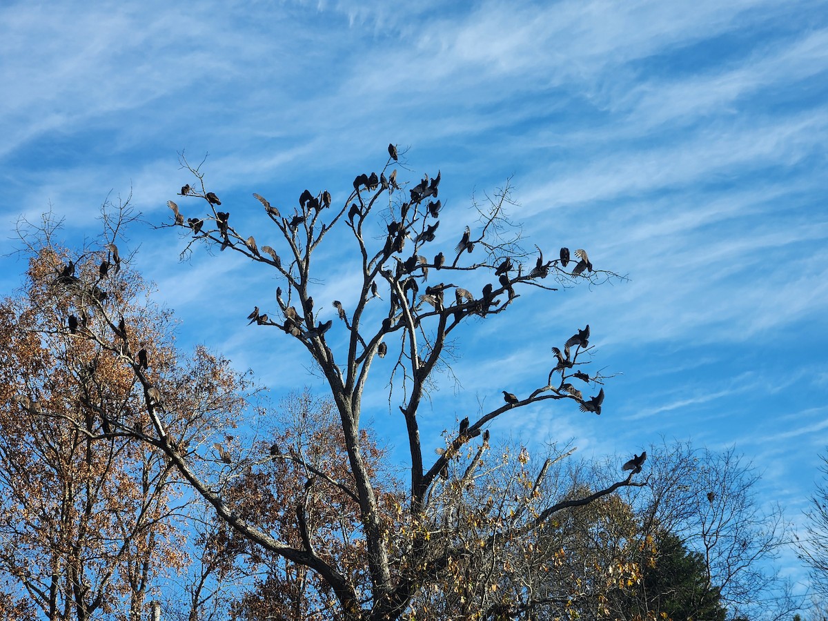 Turkey Vulture - ML645469218