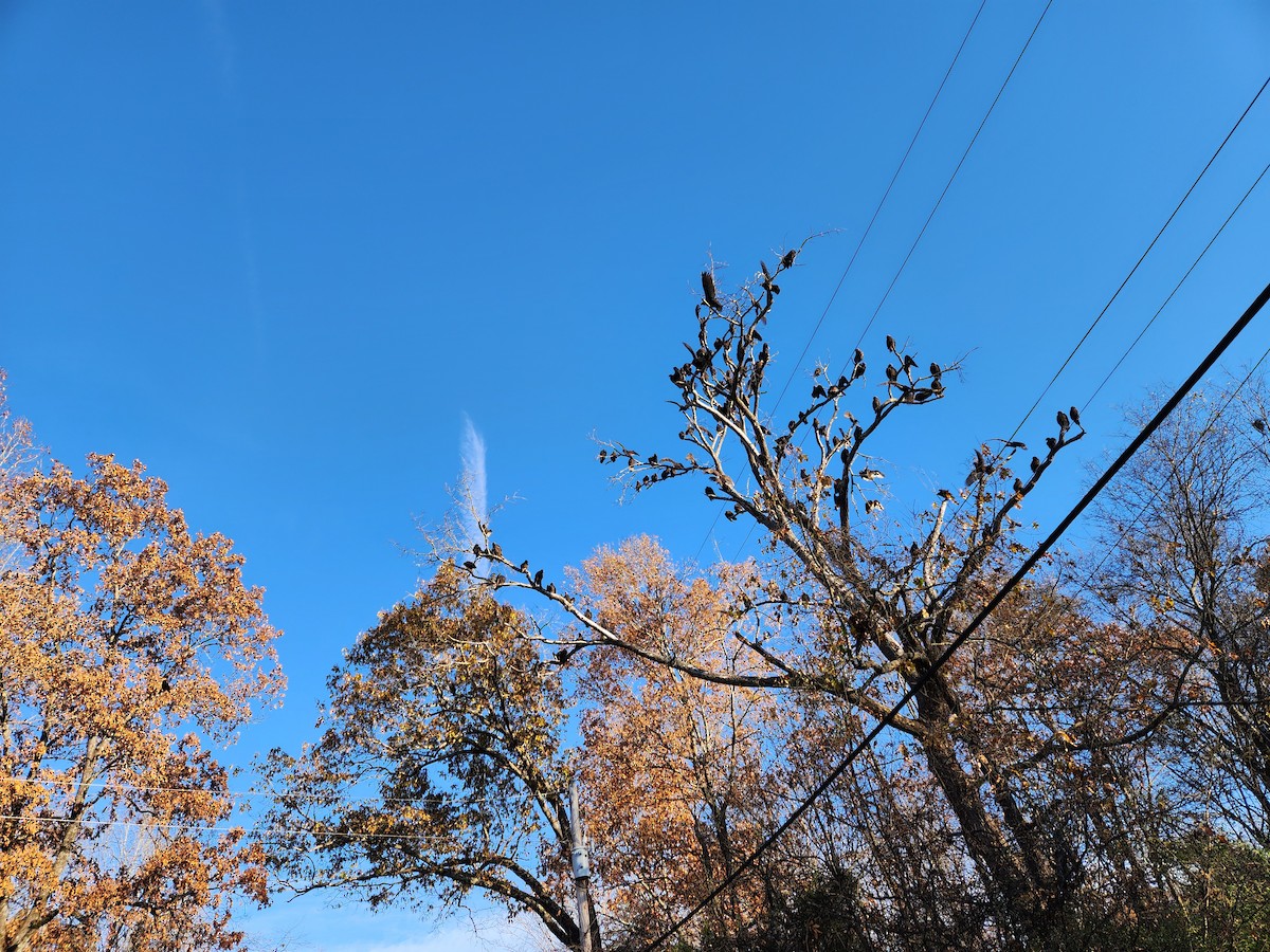 Turkey Vulture - ML645469219