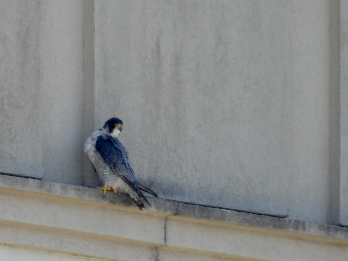 Faucon pèlerin - ML645469220