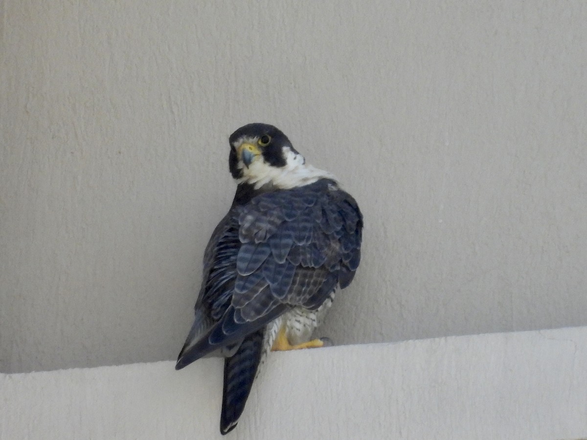 Faucon pèlerin - ML645469221