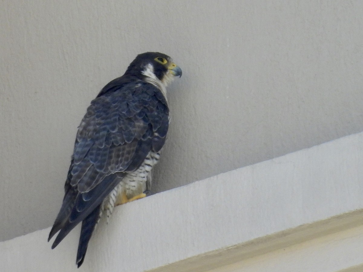 Faucon pèlerin - ML645469222