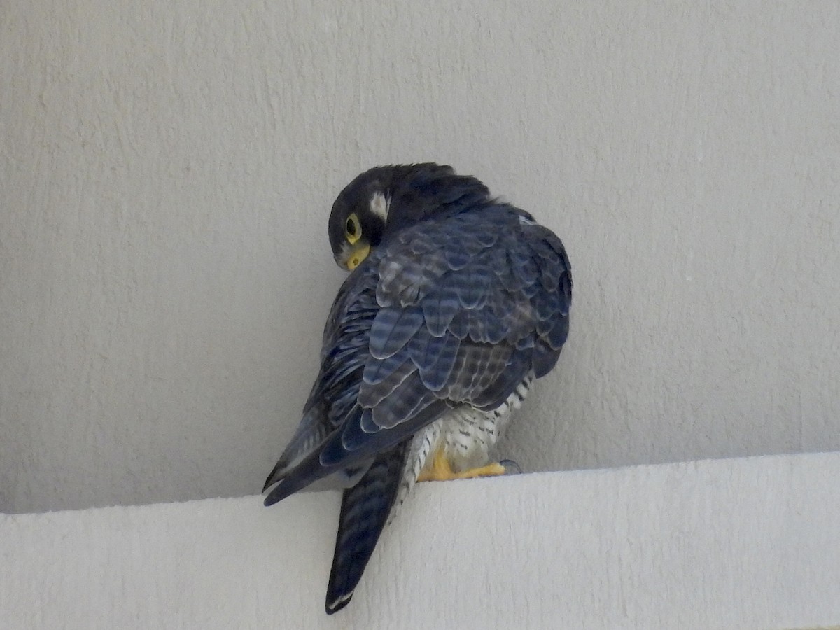 Faucon pèlerin - ML645469223