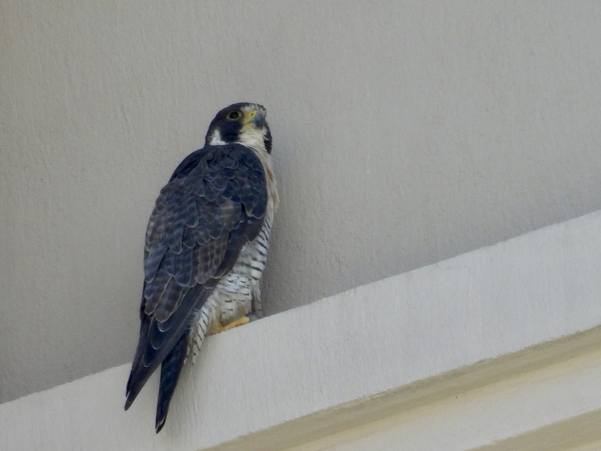 Faucon pèlerin - ML645469225