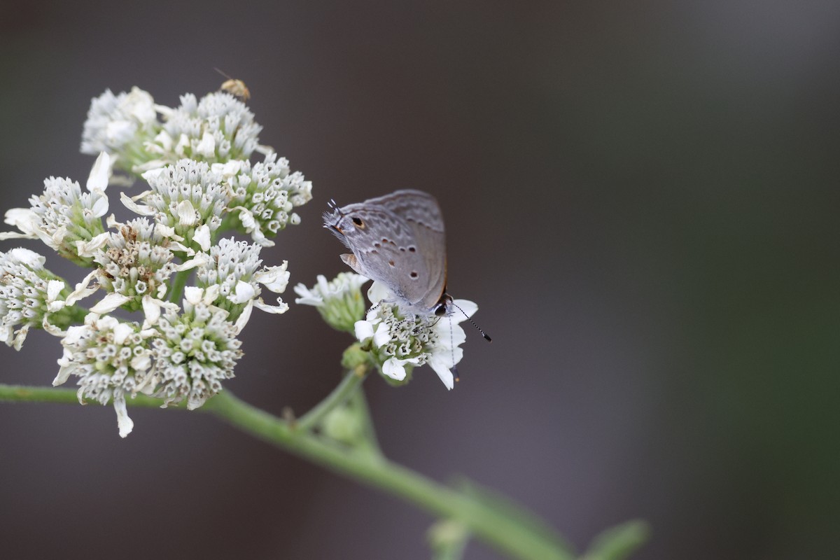 Mallow Scrub-Hairstreak - ML645469226