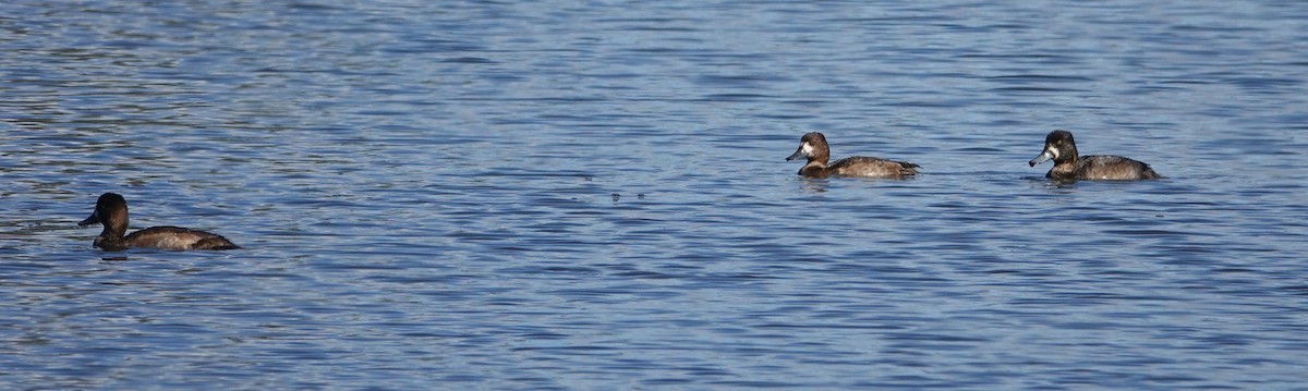 斑背潛鴨/小斑背潛鴨 - ML645469227