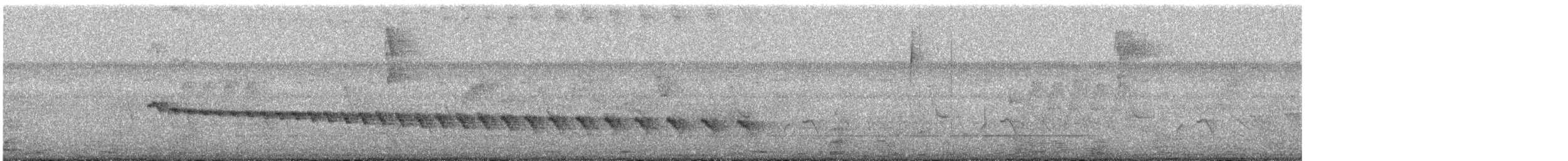 White-bellied Antbird - ML645469231