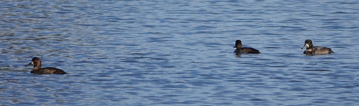 斑背潛鴨/小斑背潛鴨 - ML645469232