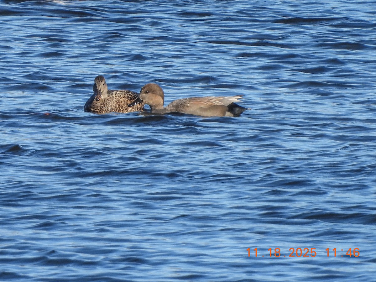 Gadwall - ML645469233