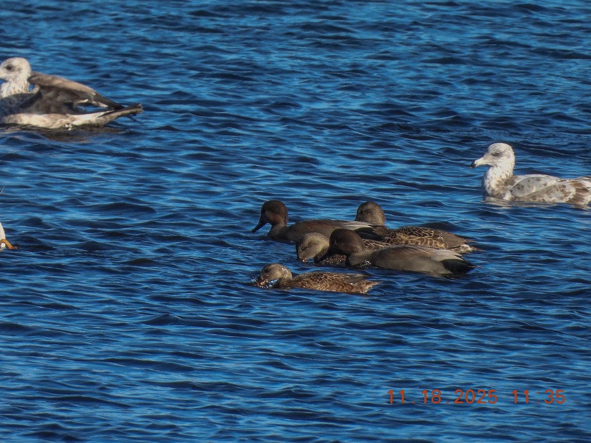 Gadwall - ML645469234