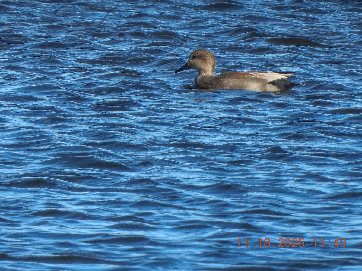 Gadwall - ML645469236