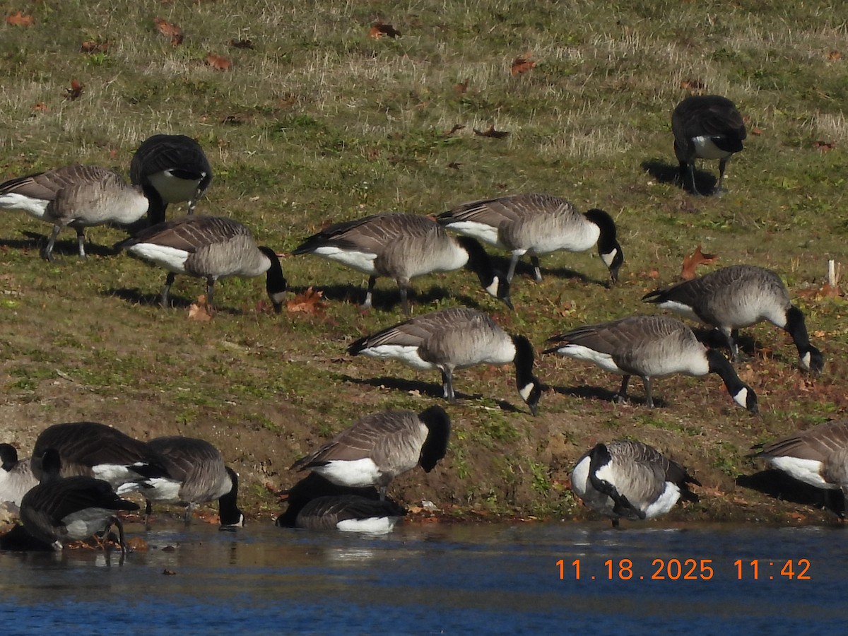 Oca canadese maggiore - ML645469246