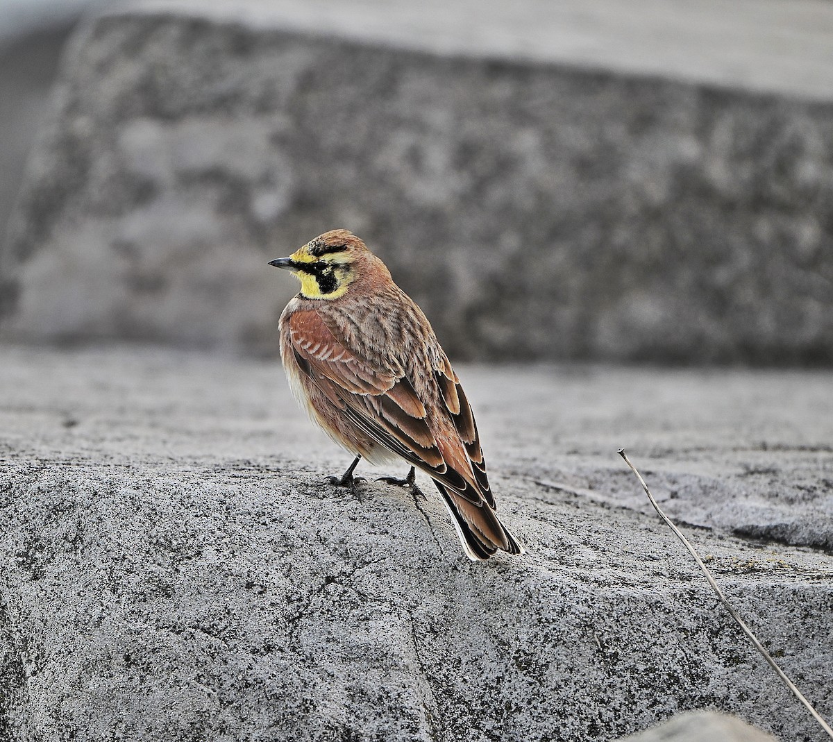 Жайворонок рогатий - ML645469255