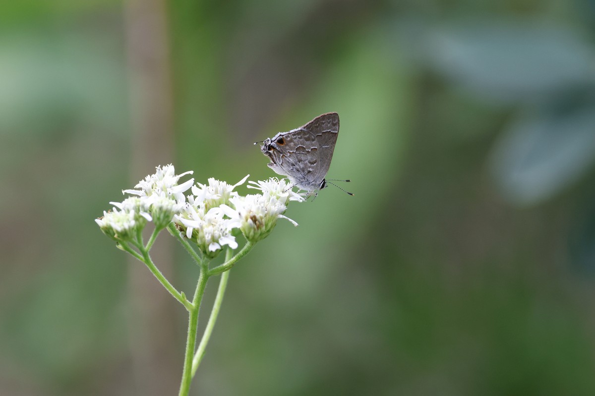 Lacey's Scrub-Hairstreak - ML645469256