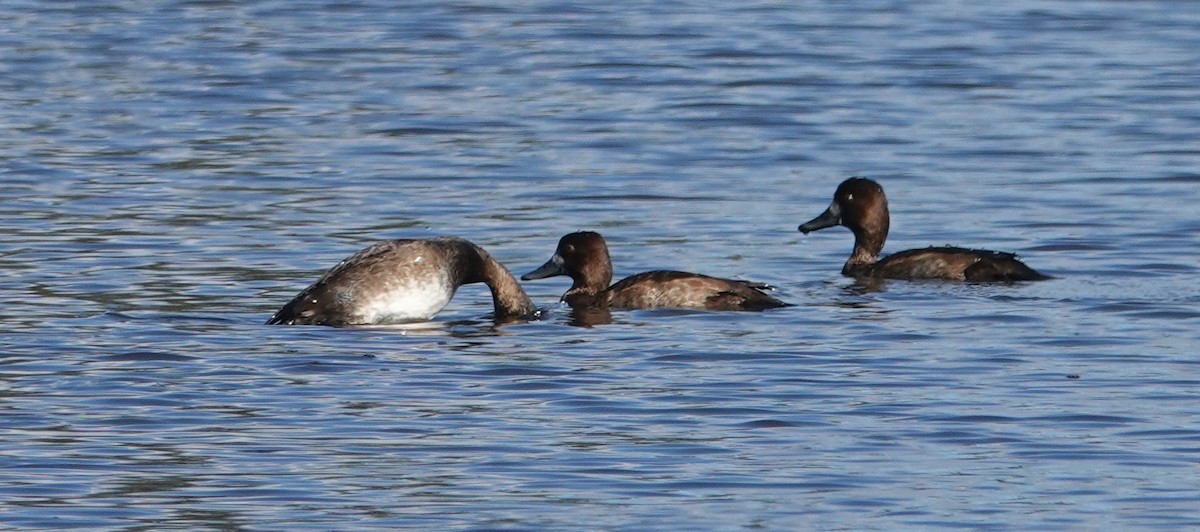 斑背潛鴨/小斑背潛鴨 - ML645469258